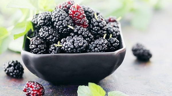 桑甚干泡水喝能减肥吗 桑甚干麦冬泡水喝的功效