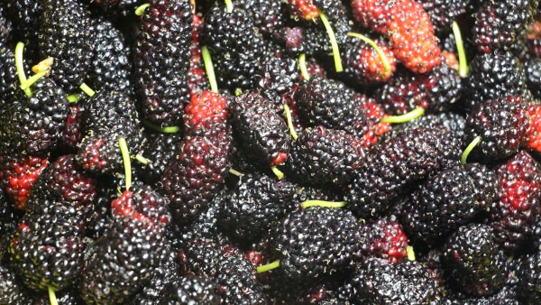 桑甚干多少钱一斤   桑甚干有什么功效和作用