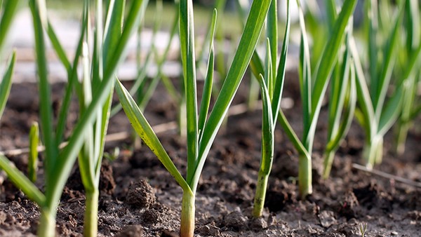 冬季咳嗽咽喉痛怎么办？推荐6款润肺止咳食疗方