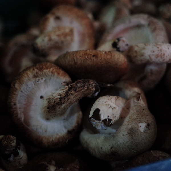 三款红豆减肥食谱推荐   帮你轻松瘦身减肥