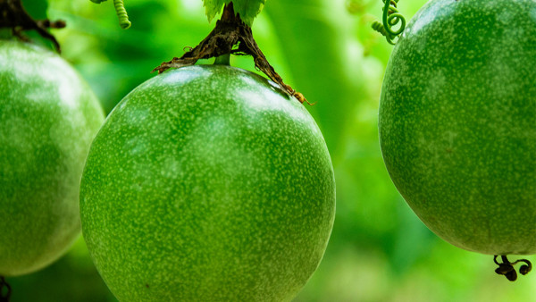 菌菇类瘦身食谱推荐 这样吃低卡又吸脂