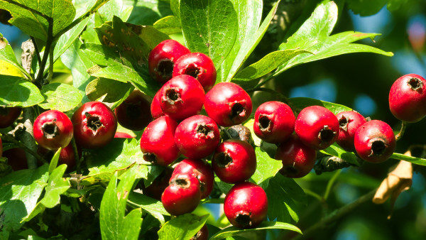 高纤维瘦身食谱的做法 低卡低热帮你快速瘦