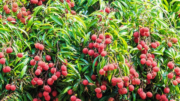 家里孩子太胖了怎么办？儿童的减肥方法是什么？