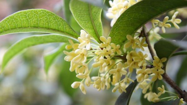 霜降是什么时候？霜降意味着什么？